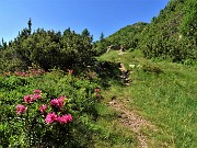 23 Rhododendron ferrugineum (Rododendro rosso) con pini mughi